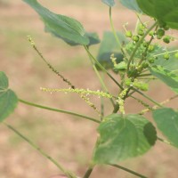 Acalypha paniculata Miq.